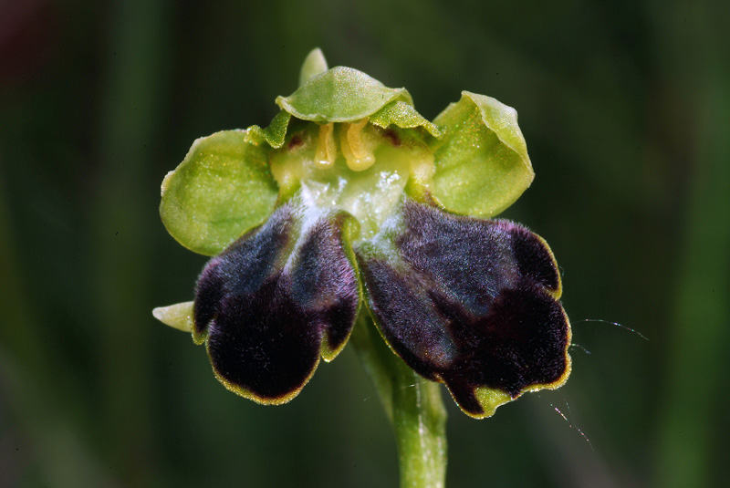 Ophrys fusca 18-05-10